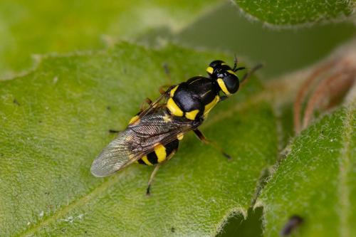 Réf. 290 207 : Oxycera rara