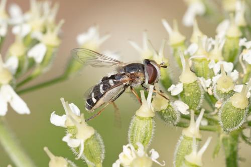 Scaeva pyrastri