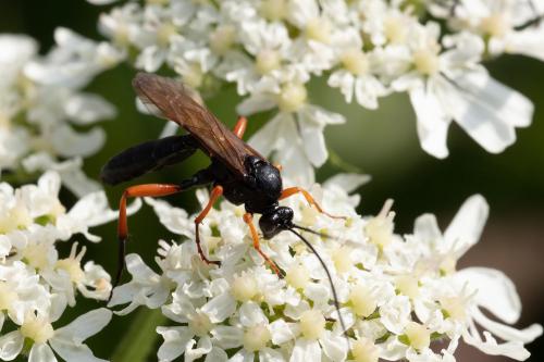 Pseudoamblyteles homocerus