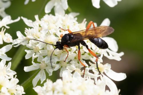 Pseudoamblyteles homocerus