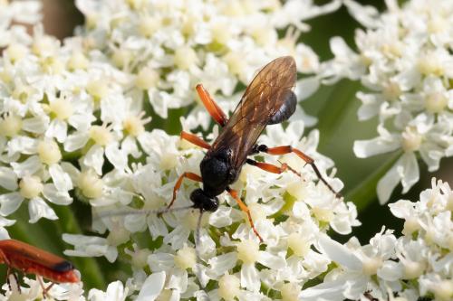 Pseudoamblyteles homocerus
