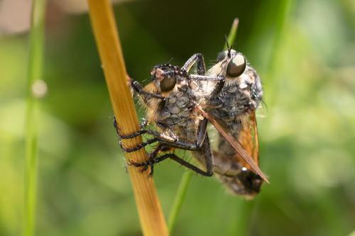 Asilinae