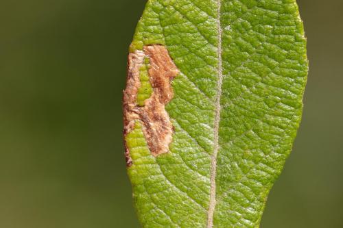Réf. 290 494 : Stigmella salicis