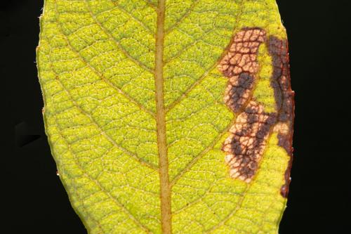Réf. 290 495 : Stigmella salicis