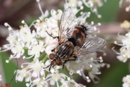 Réf. 290 427 : Linnaemya vulpina