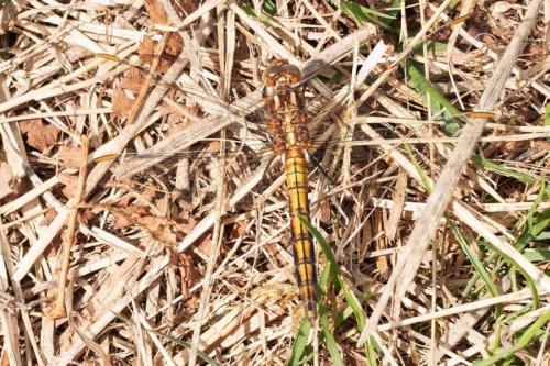 Réf. 290 433 : Orthetrum coerulescens