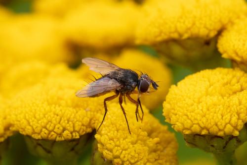 Siphona sp.
