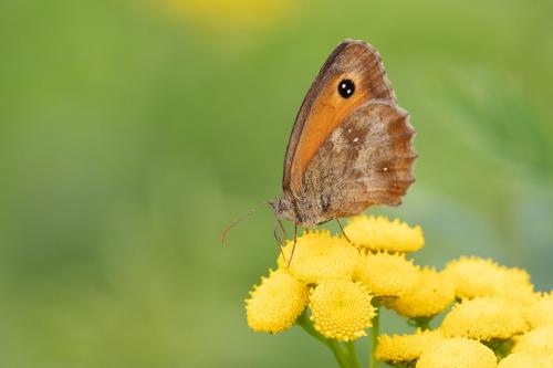 Réf. 290 835 : Pyronia tithonus