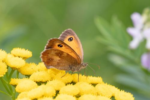 Pyronia tithonus