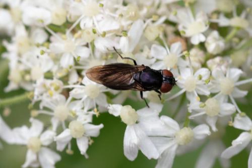 Réf. 290 684 : Chrysogaster solstitialis