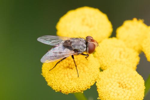 Miltogramma sp.