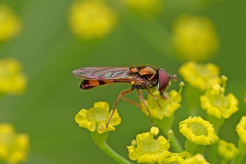 Melanostoma sp.