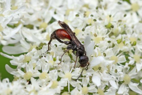 Priocnemis sp.