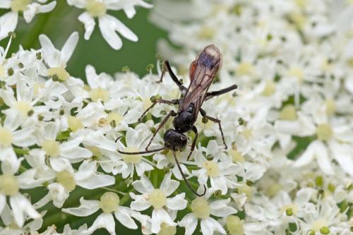 Priocnemis sp.