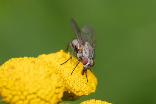 Helina evecta