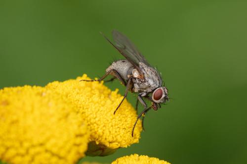 Réf. 290 851 : Helina evecta