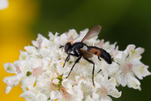 Réf. 290 870 : Cylindromyia auriceps