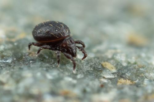 Réf. 290 806 : Hermannia sp.