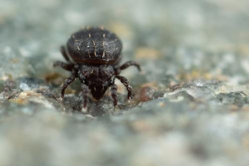 Hermannia sp.