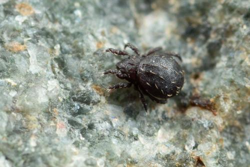Hermannia sp.