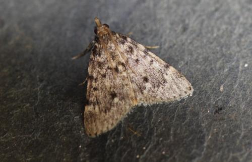 Réf. 290 586 : Aglossa pinguinalis