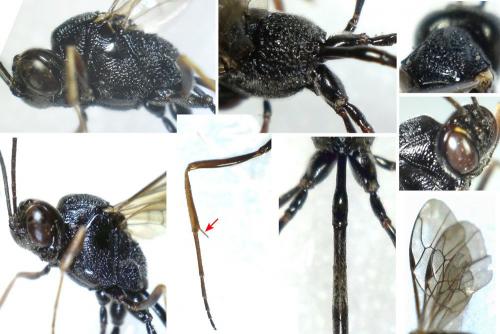 Anomalon cruentatum