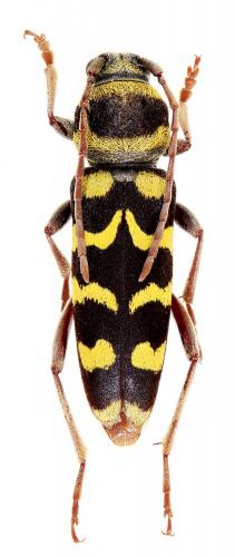 Réf. 290 325 : Plagionotus floralis
