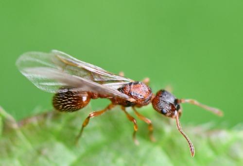 Myrmica sp.