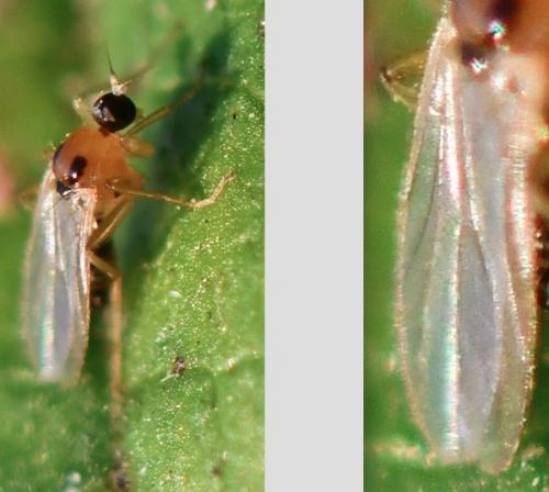 Drapetis ephippiata