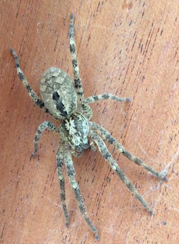Zoropsis spinimana