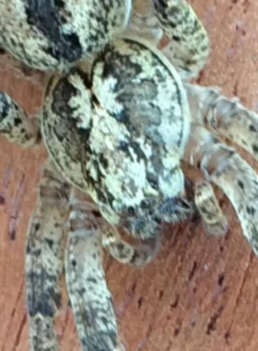 Zoropsis spinimana