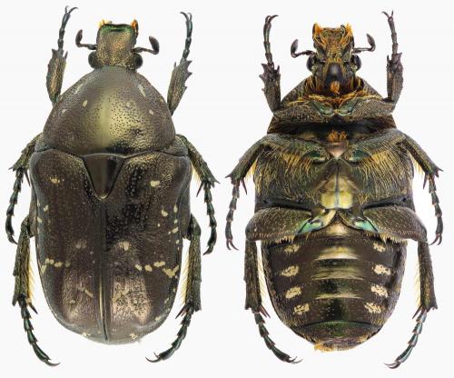 Potosia famelica
