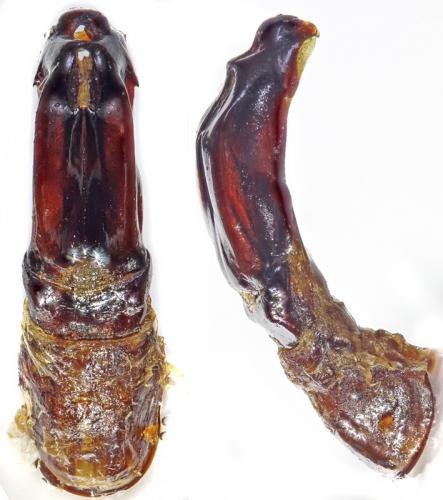 Potosia famelica