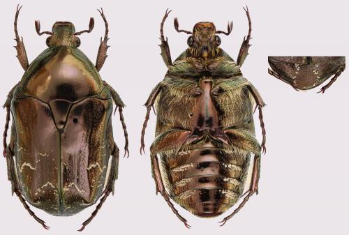 Réf. 290 406 : Potosia cuprea