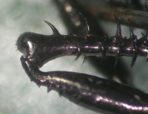 Réf. 290 241 : Ischyropsalis dentipalpis