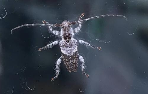 Pogonocherus perroudi