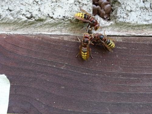 Vespa crabro