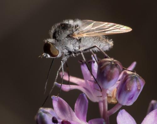 Geron gibbosus