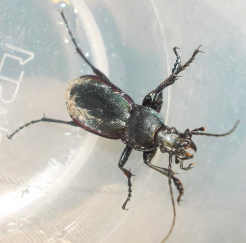 Carabus violaceus purpurascens