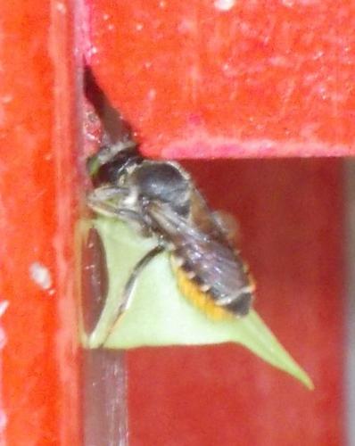 Megachile sp.