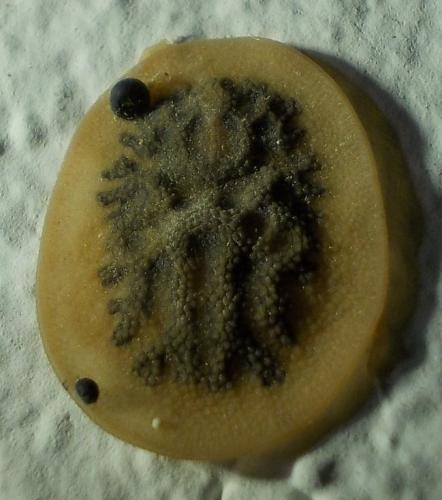 Argas persicus