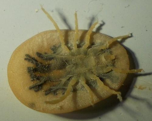 Réf. 290 710 : Argas persicus
