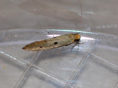Réf. 290 042 : Tinea trinotella