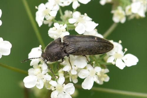 Réf. 290 157 : Cidnopus sp.