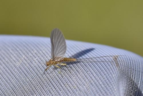 Baetis sp.