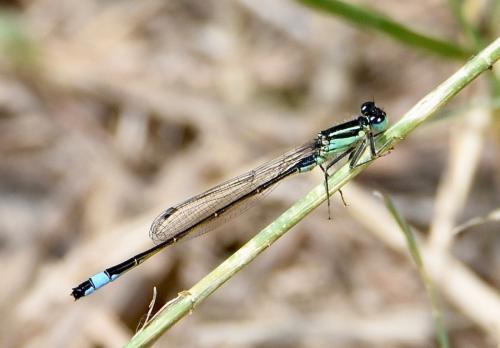 Ischnura elegans