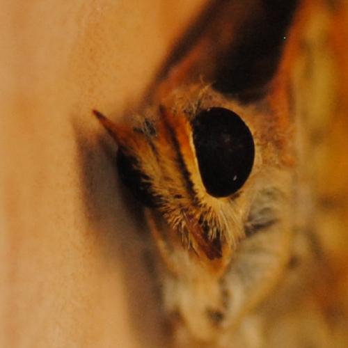 Melitaea deione