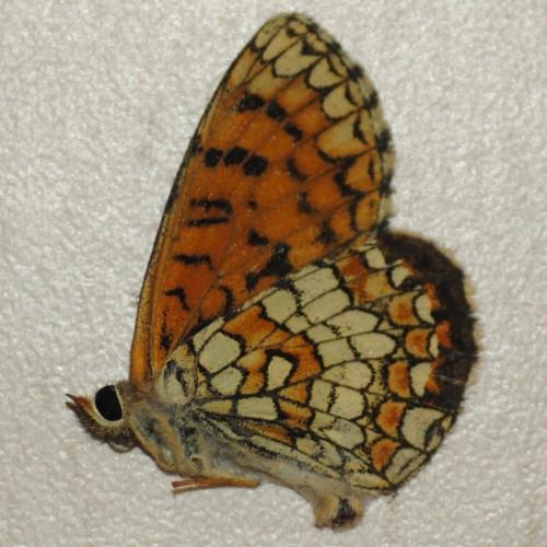 Melitaea deione