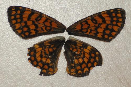 Melitaea deione