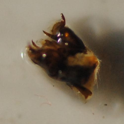 Melitaea deione